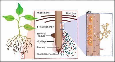Nanoparticle applications in agriculture: overview and response of plant-associated microorganisms